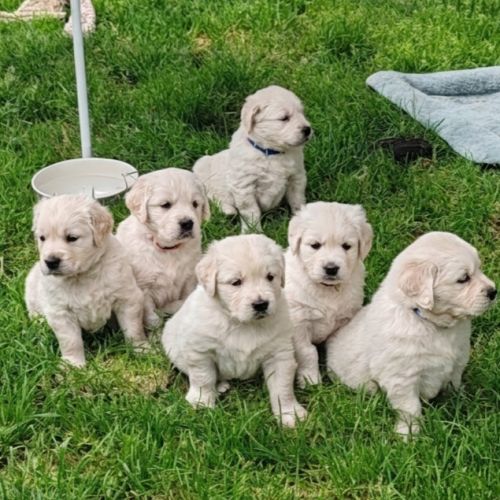 Chiots golden retriever lof #5