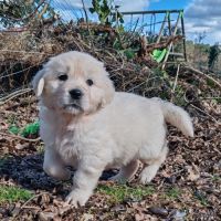 Chiots golden retriever lof #2