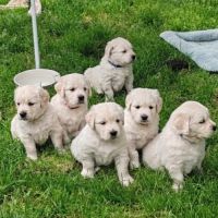 Chiots golden retriever lof #5