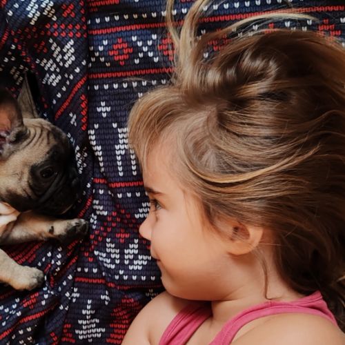 Bouledogue français a naître #1