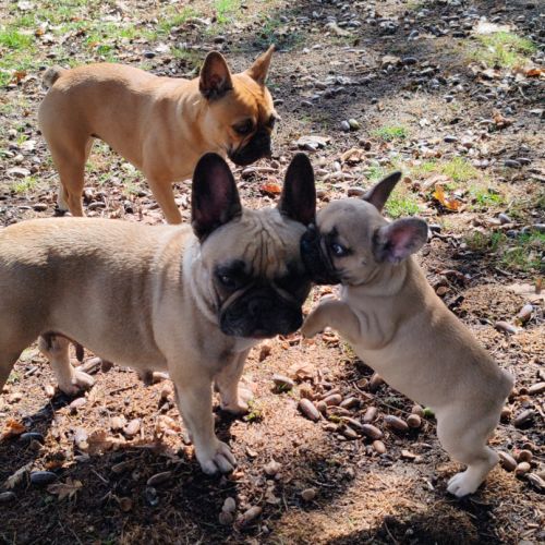 Bouledogue français a naître #2