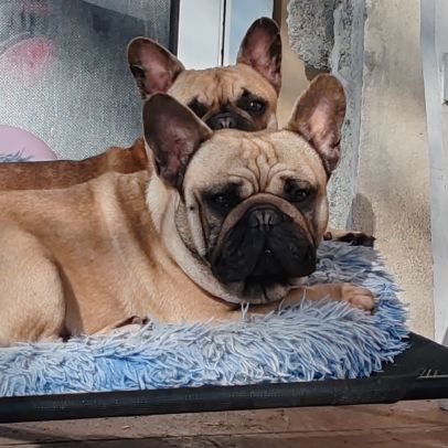 Bouledogue français a naître #5