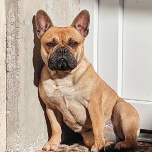 Bouledogue français a naître #6