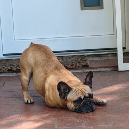 Bouledogue français a naître #7