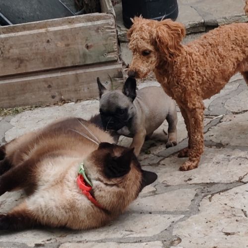 Bouledogue français a naître #8