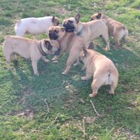 Bouledogue français a naître #3