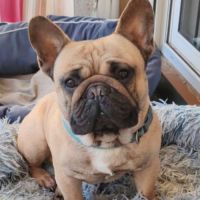 Bouledogue français a naître