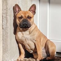 Bouledogue français a naître #6