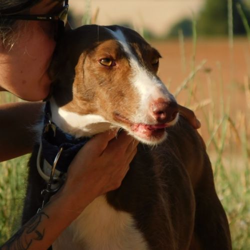 Siver 6 ans, adorable podenco #3