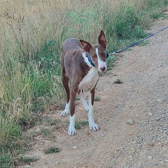 Siver 6 ans, adorable podenco #5