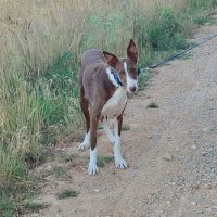 Siver 6 ans, adorable podenco #5