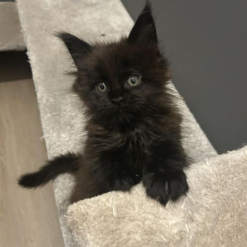 Chaton maine coon #0