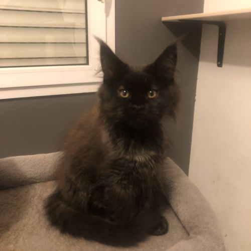 Chaton maine coon #3