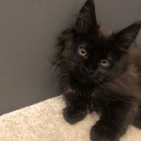 Chaton maine coon #2