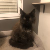 Chaton maine coon #3