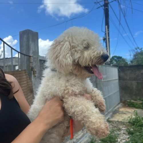 Harry bichon d'amour #6