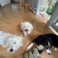 Harry bichon d'amour #1