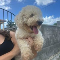 Harry bichon d'amour #4