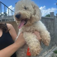 Harry bichon d'amour #5