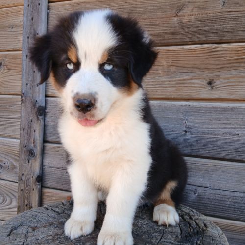 Chiot berger australien lof #1