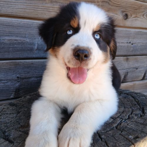Chiots bergers australiens lof