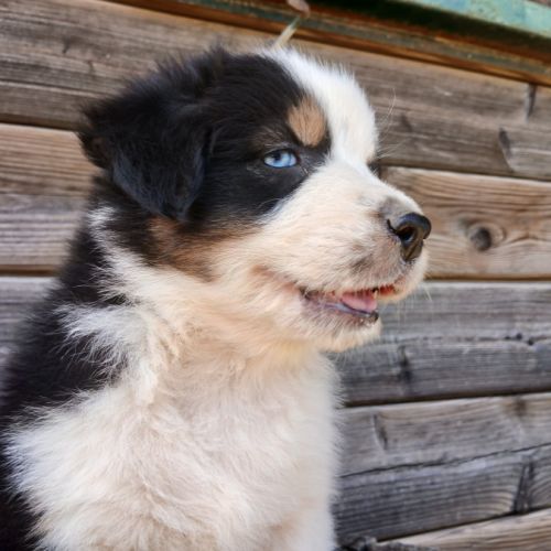 Chiots bergers australiens lof #2