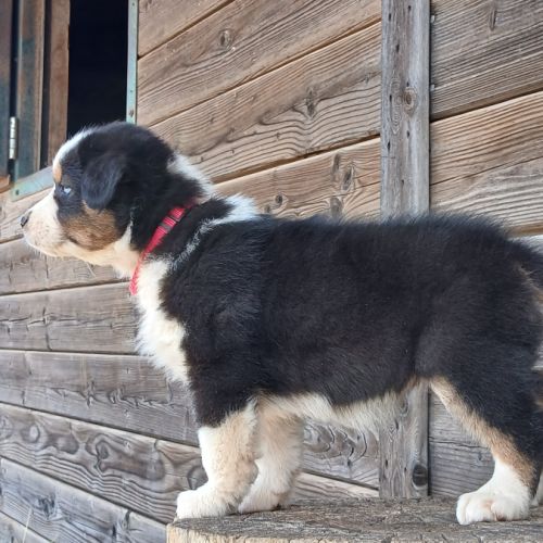 Chiots bergers australiens lof #5
