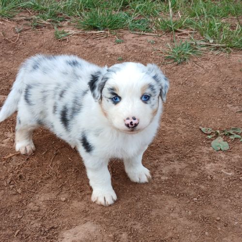 Chiots bergers australiens lof