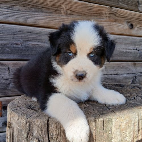 Chiot berger australien lof #4