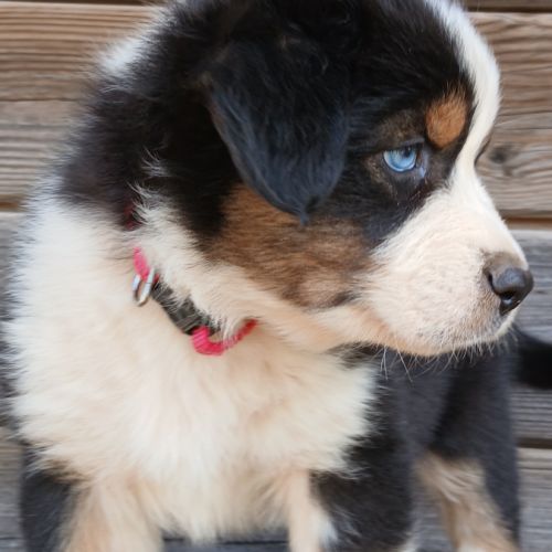 Chiots bergers australiens lof #7
