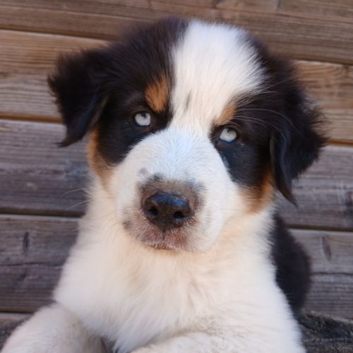 Chiot berger australien lof
