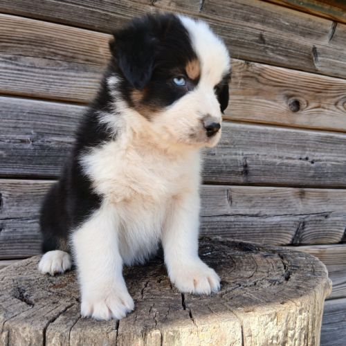 Chiot berger australien lof #6