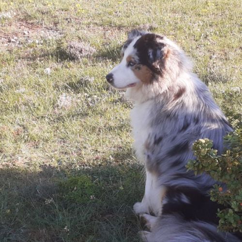 Chiots bergers australiens lof #0