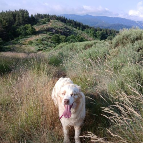 Chiots bergers australiens lof #4