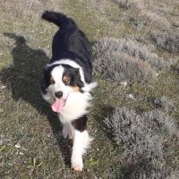 Chiots bergers australiens lof #1