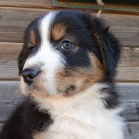 Chiots bergers australiens lof #1