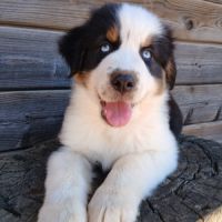Chiots bergers australiens lof