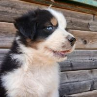 Chiots bergers australiens lof #2