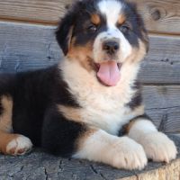 Chiots bergers australiens lof