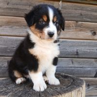 Chiots bergers australiens lof #3