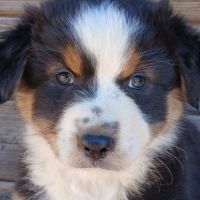 Chiots bergers australiens lof