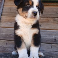 Chiots bergers australiens lof #6