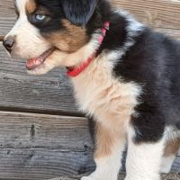 Chiots bergers australiens lof #8