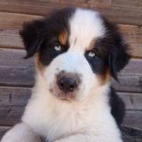 Chiot berger australien lof