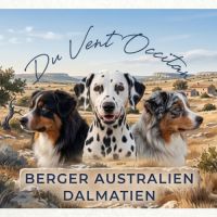 Chiots bergers australiens lof #2
