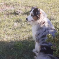 Chiots bergers australiens lof