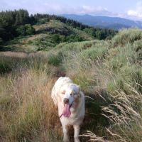 Chiots bergers australiens lof #4