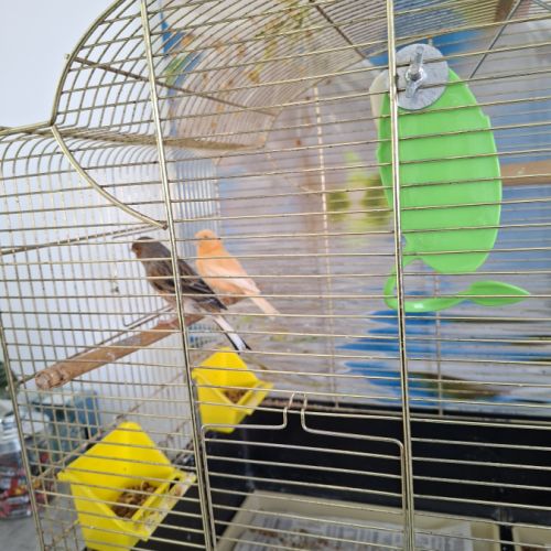 Canari male a vendre