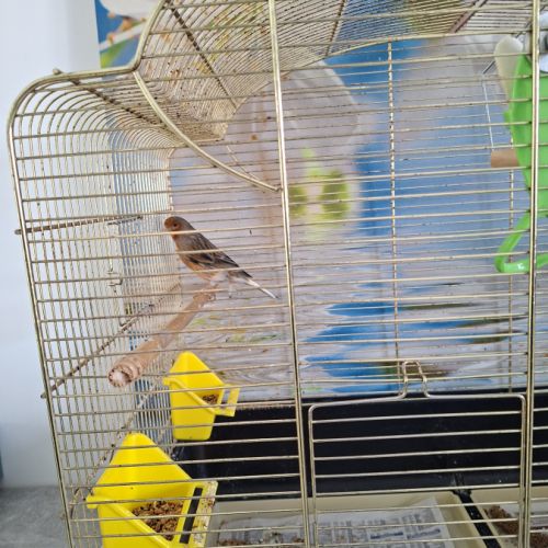 Canari male a vendre #2
