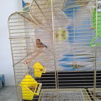 Canari male a vendre #3